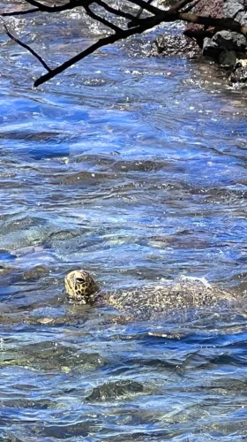 Photo of the Day: Hello Honu